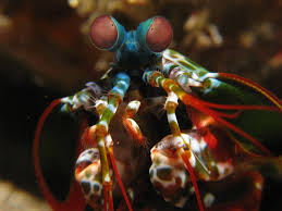 Peppermint oil is a pure essential oil collected after exposing the peppermint plant to high temperatures. Shrimps For The Marine Tank Reefs Com