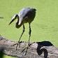 Birding by Boat