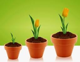 The brighter the area, the more likely they are to produce flowers. How To Care For Tulip Bulbs After Bloom When To Plant Tulips Tulip Bulbs Planting Tulips