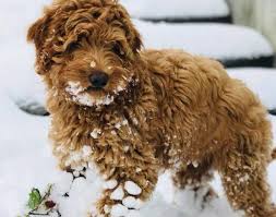 Breeders on our site are located throughout pennsylvania and surrounding states. Courtlands Australian Labradoodles Litter Of Puppies At Courtlands Australian Labradoodles Monmouthshire Herefordshire Usk Wye Valley South Wales