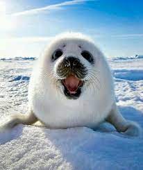 Baby Harp Seal Smiling Cute Animals Baby Animals Animals