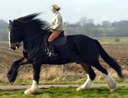 Big jake took over the record of the tallest living horse from remington, a clydesdale horse who measured 20 hands (203.2 cm or 80 in). 7 Supersized Horses Horse Nation