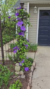 Image result for Clematis villosa