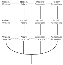 multiregional origin of modern humans wikipedia