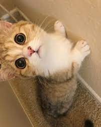 Play With Me Dwarf Cat Kitten Images Baby Cats