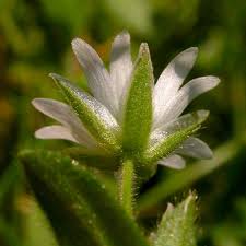 Image result for Cerastium