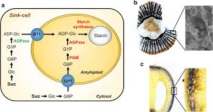 Myosin has another binding site for atp at which enzymatic activity hydrolyzes atp to adp, releasing an inorganic phosphate molecule and energy. Starch Metabolism And Accumulation In Heterotrophic Tissues A In Download Scientific Diagram
