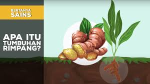 Bertanya Sains Apa Itu Tumbuhan Rimpang