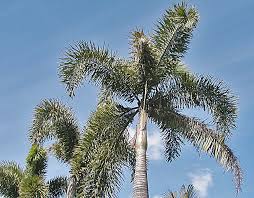 Image result for Wodyetia