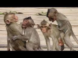 Poor Skinny Monkey Dodo Is Very Happy And Playing With Other Bow Hunting Girl Monkey Monkeys Funny