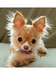 Trackrecipes Com Cute Dogs Pets Chihuahua Puppies