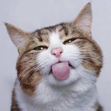 Kamu Sadar Kamera Itu Biasa Kalau Kucing Sadar Kamera Luar Biasa Image Chat Drole Animaux Adorables Chat Mignon