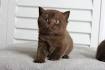 Anahata British Shorthair Cattery. Kittens for Sale.