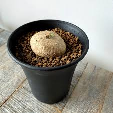 Image result for Trochomeria polymorpha