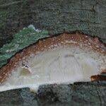 Image result for Funtumia africana