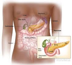 If caught early, a patient has an 8 percent chance of surviving the next five years, but if not caught until the later stages, it drops to three percent. Childhood Pancreatic Cancer Treatment Pdq Patient Version National Cancer Institute