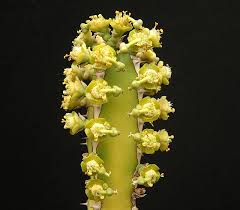 Image result for Euphorbia persistentifolia