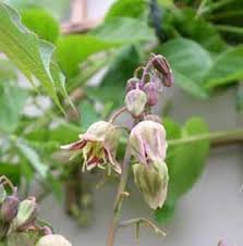 Image result for Manihot grahamii