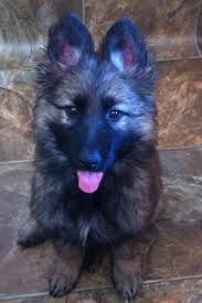 Malibu Owned By Buddy Reyna Sanchez German Shepherd Puppies Puppies German Shepherd