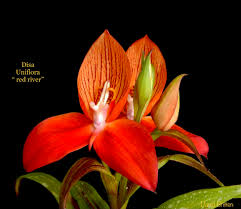 Image result for Disa fragrans