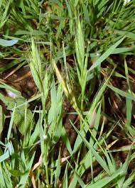 Image result for Enteropogon monostachyos