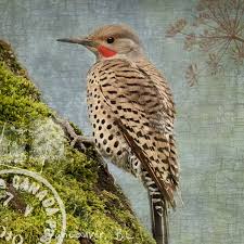 Show off your favorite photos and videos to the world, securely and privately show content to your friends and family, or blog the photos and videos you take with a cameraphone. Flicker Family Saga Part Two The Urban Nature Enthusiast