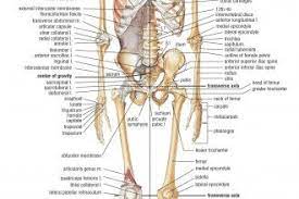 Skeletal System Front Body Diagram Human Body Anatomy Anatomy