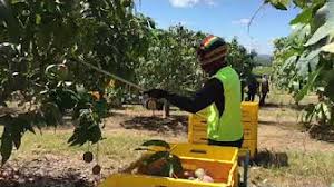 Kerja pertama yang saya lakukan di australia adalah memetik anggur. Petik Buah Di Australia Youtube