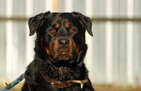 Finde jetzt schnell die besten angebote für hunde suchen ein zuhause in berlin auf focus online kleinanzeigen. Hundevermittlung Tierschutzliga Stiftung