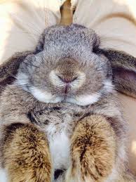 Forderungsmanagement, debitorenservice, kreditorenservice, bonitätsprüfungen und schuldnerdienste. Wienerwaldhof Durfen Wir Vorstellen Die Facebook