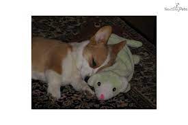 Champion Lines Pembroke Welsh Corgi Corgi Puppies For Sale Corgi Pembroke Welsh Corgi