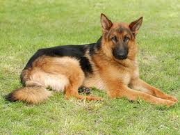 The cost of the puppy depends on the parentage and pedigree. Buy German Shepherd Puppies Online German Shepherd