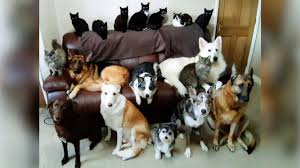 The story centers on the relationships between cats and dogs, depicting the relationship as an intense rivalry in which. Corwen Pet Owner Takes Paw Trait With 17 Cats And Dogs Bbc News