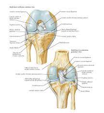 With the foot in firm contact with the ground, the medially directed force on the lateral side of the knee creates a forceful genu valgus. Knee Cruciate And Collateral Ligaments Anatomy Right Knee In Flexion Anterior View Anterior Cruciate Anatomy Bones Anatomy Of The Knee Knee Joint Anatomy