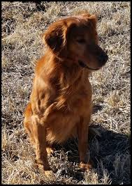 Golden retriever has very little guarding instincts; Stud Dogs Triple Quest Kennels Los Lunas New Mexico