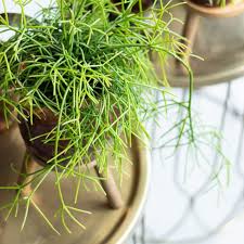 Image result for Rhipsalis