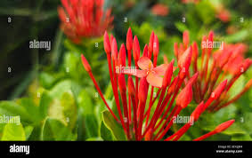 Image result for Ixora mildbraedii