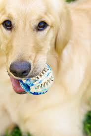 Dog Portraits Dog Photography Brisbane And Melbourne Pet Photography Melbourne Pet Photographers Pet Photography Tips Animal Photography Photography Ebooks