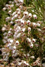 Image result for Erica silvatica