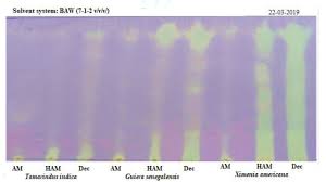 Image result for Ochthocharis dicellandroides