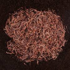 Two pounds of worms is needed for one pound of food per 24 hours. Bed Run European Night Crawlers Red Worms