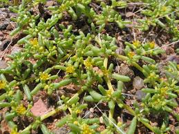 Image result for Zygophyllum simplex