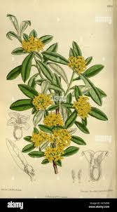 Image result for Thymelaeaceae