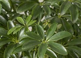 Image result for Schefflera