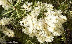 We did not find results for: Flowers Loved By Native Bees