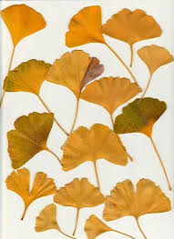 Image result for Indigofera fuscobarbata