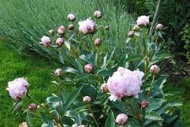 pioenroos sarah bernhardt tuin borders
