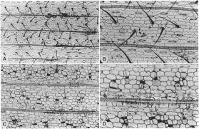 Image result for Panicum adenophorum