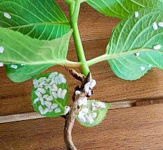 Image result for puklice