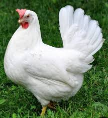 Check spelling or type a new query. 8 Jenis Ayam Petelur Paling Berkualitas Favorit Bagi Peternak Kapanlagi Com